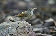 Siberian Blue Robin